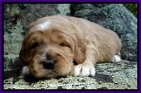 DT pups 3 wks old 24