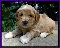 DT pups 4 wks old 16