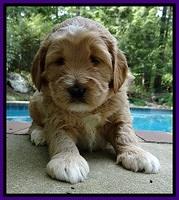 DT pups 4 wks old 17