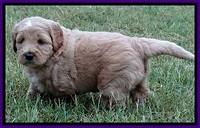 DT pups 4.5 wks old 15