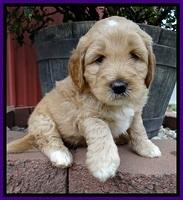 DT pups 5 wks old 32