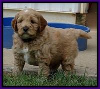 DT pups 5 wks old 34
