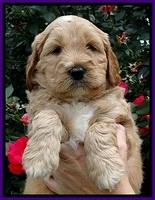 DT pups 5 wks old 89