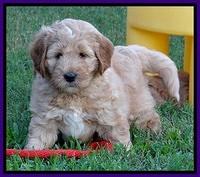 DT pups 6 wks old 5