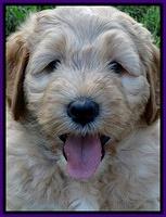DT pups 6 wks old 6
