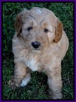 DT pups 6 wks old 7