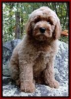 Upton Family: "Boone"