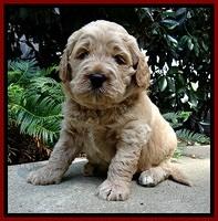 DT pups 4 wks old 8