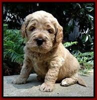 DT pups 4 wks old 9