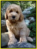 Collins family: "Duffy"
