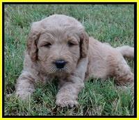 DT pups 4.5 wks old 13