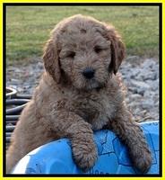 DT pups 7 wks old 6