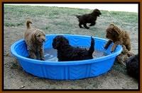 Dargus pups 7 wks old  10
