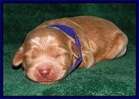 DArgus pups 1 wk old 2