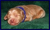 DArgus pups 1 wk old 3