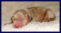 DarGus pups 1 day old 1