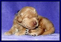Dargus pups 2 wks old 1
