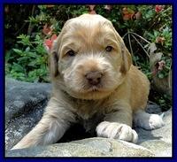Dargus pups 3 wks old 1