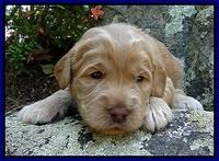 Dargus pups 3 wks old 3