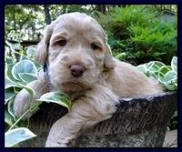 Dargus pups 4 wks old 1