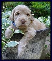 Dargus pups 4 wks old 3