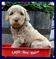 Dargus pups 5 wks old 23
