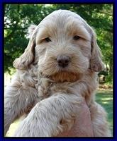 Dargus pups 6 wks old 37