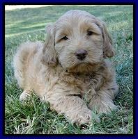 Dargus pups 6 wks old 38