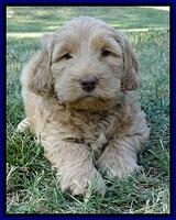 Dargus pups 6 wks old 39