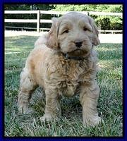 Dargus pups 6 wks old 40