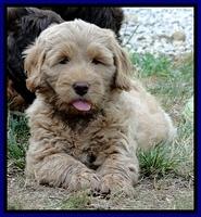 Dargus pups 7 wks old 11