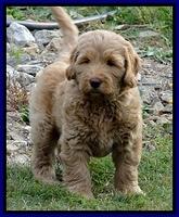 Dargus pups 7.5 wks 2