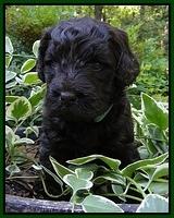 Dargus pups 4 wks old 30