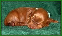 Dargus pups 1 wk old 11