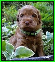 Dargus pups 4 wks old 11