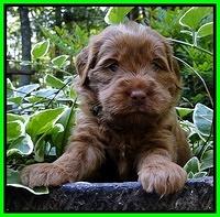 Dargus pups 4 wks old 12