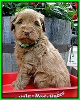 Dargus pups 5 wks old 6