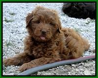 Dargus pups 7 wks old 3