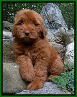 Dargus pups 8 wks old 5