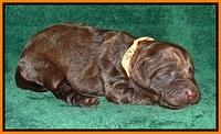 Dargus pups 1 wk old 21