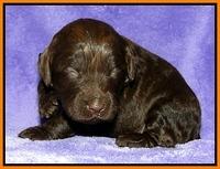 Dargus pups 2 wks old 24