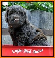 Dargus pups 5 wks old 20