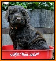 Dargus pups 5 wks old 21