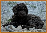 Dargus pups 7 wks old 13