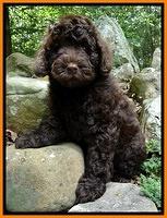 Dargus pups 8 wks old 22