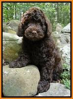Dargus pups 8 wks old 27