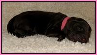 Dargus pups 1 day old 4