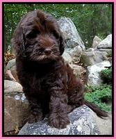 Dargus pups 8 wks old 7