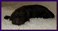 Dargus pups 1 day old 7