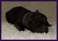 Dargus pups 1 day old 9